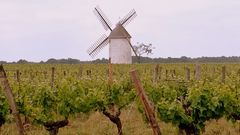 Au milieu des vignes