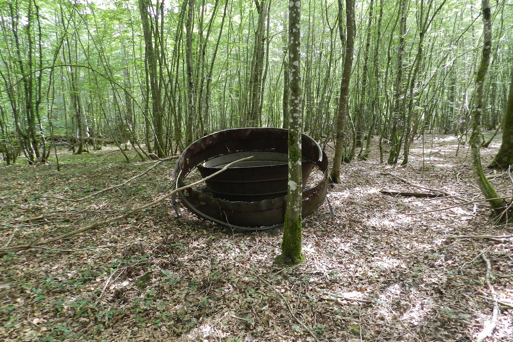 au milieu du bois ....