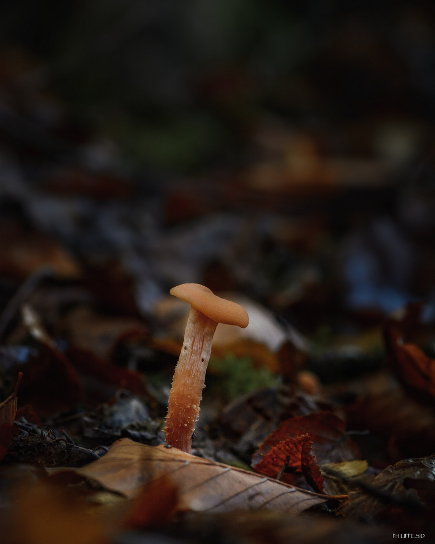 Au milieu du chemin