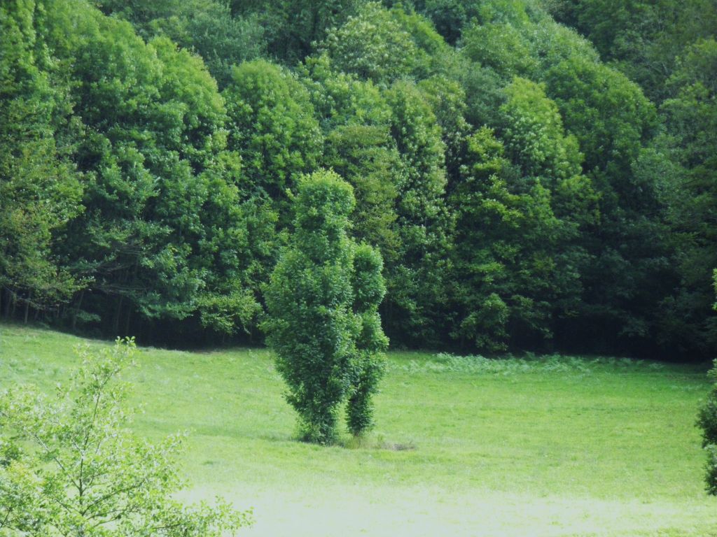 AU MILIEU D'UNE PRAIRIE , UN GEANT VERT