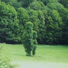 AU MILIEU D'UNE PRAIRIE , UN GEANT VERT