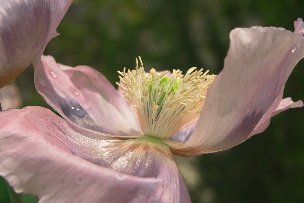 au milieu les pistil