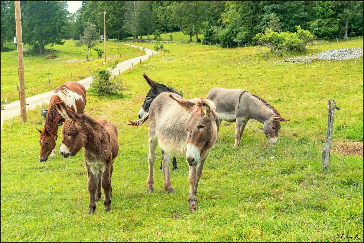 Au Mont d'Or