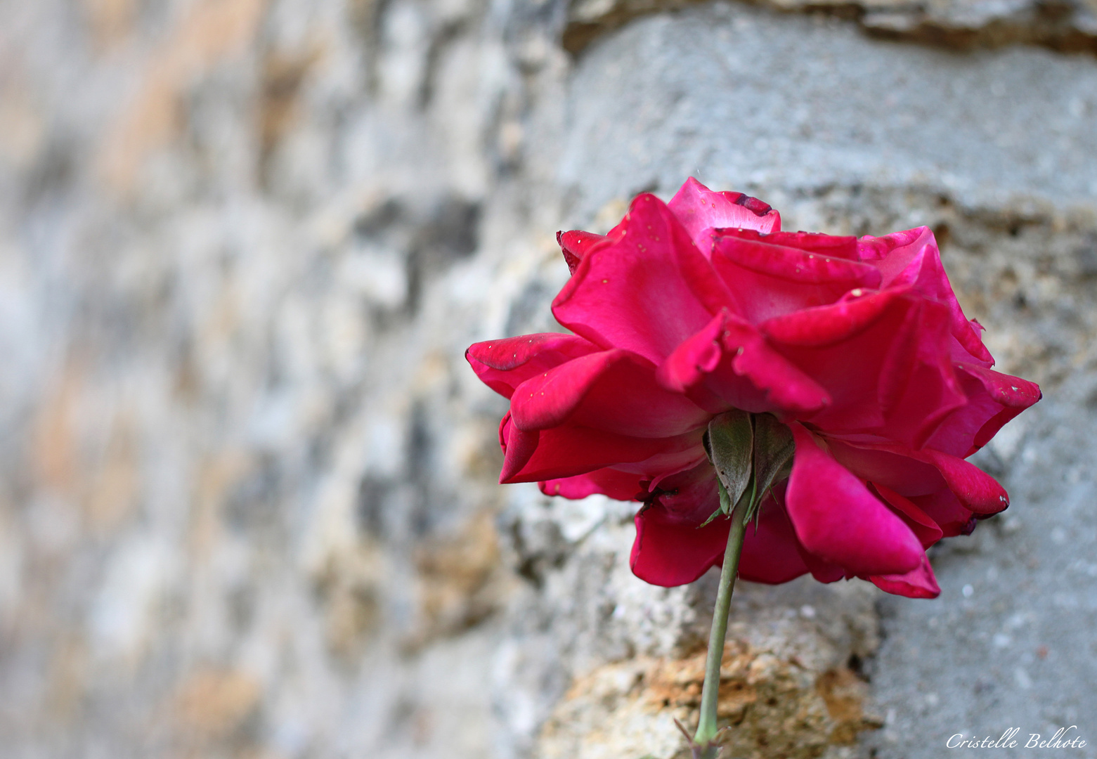 Au nom de la Rose...