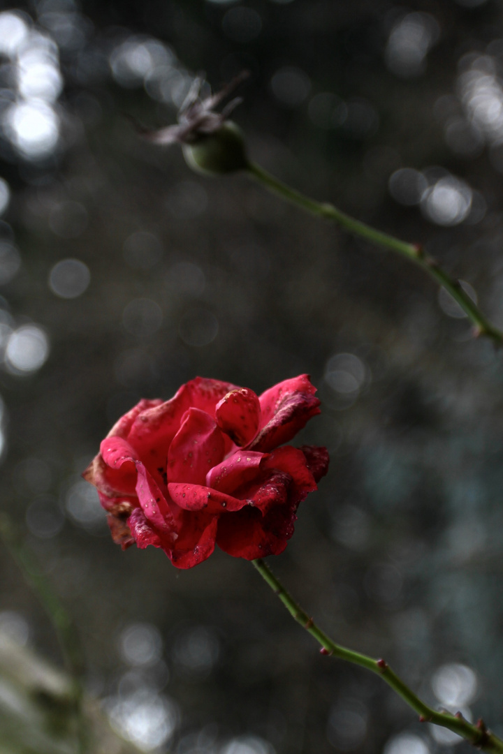 au nom de la rose