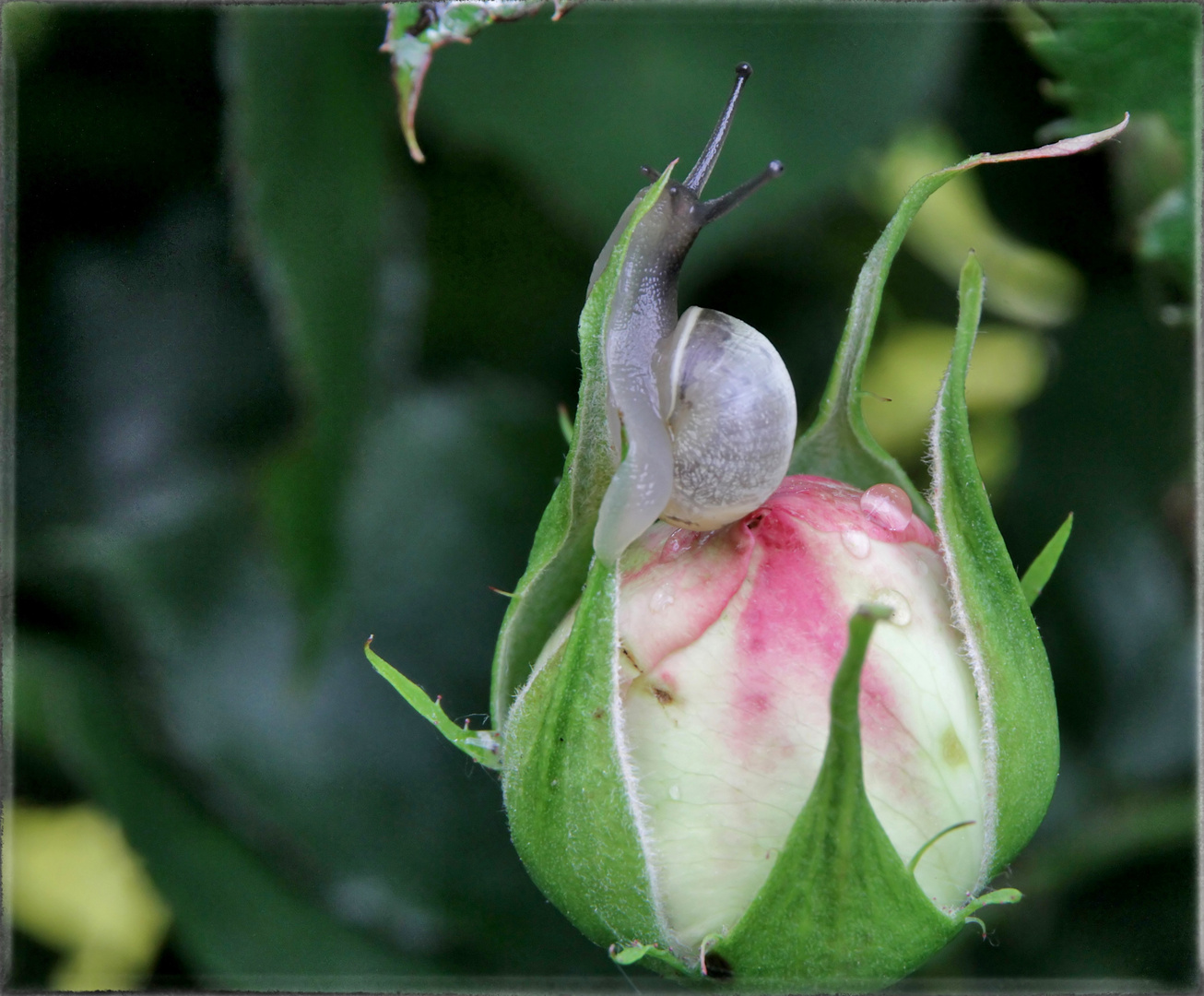 Au nom de la rose...