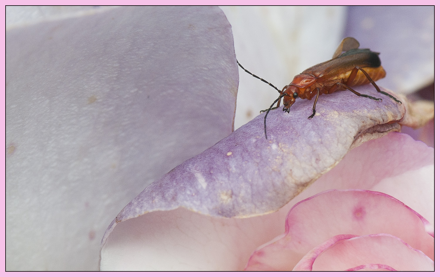 Au nom de la rose