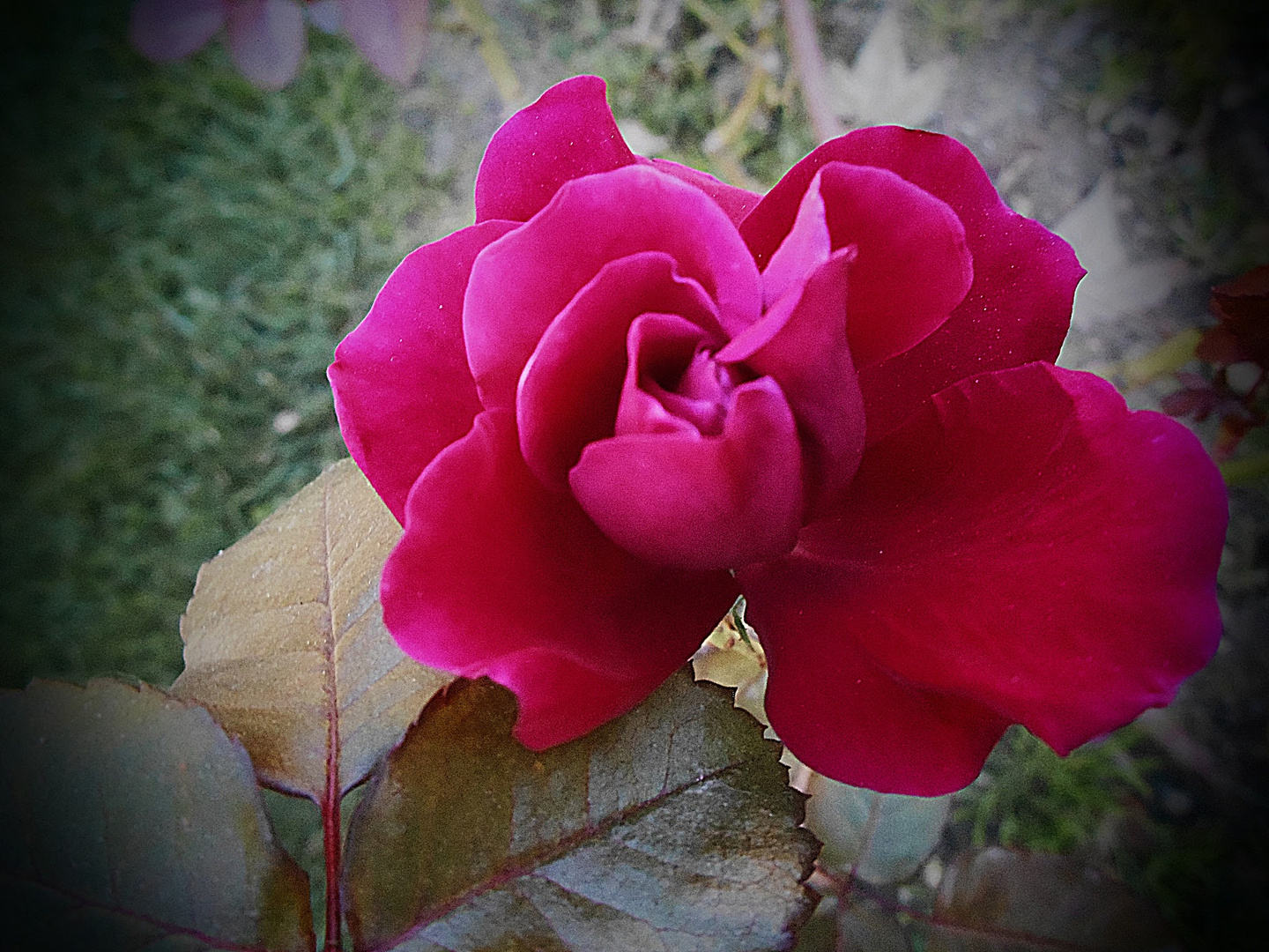 au nom de la rose