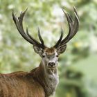 ...Au nom du cerf...