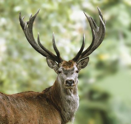 ...Au nom du cerf...