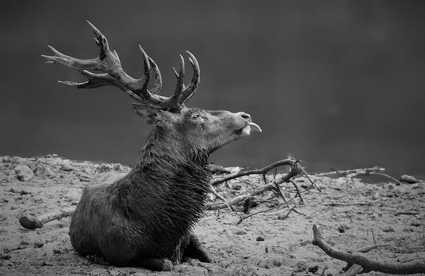 ...Au nom du cerf...