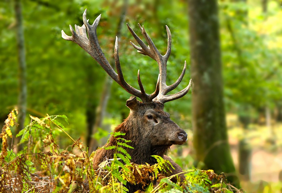 ...Au nom du cerf...