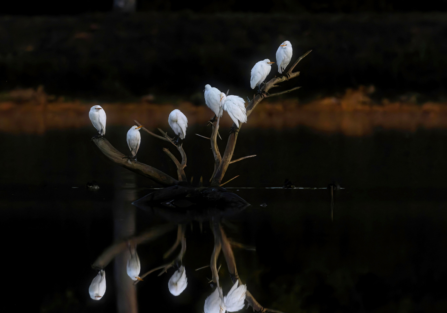 Au paradis des oiseaux