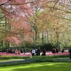 au parc de Keukenhof  Lisse Hollande