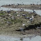 Au parc du Marquenterre (Somme)