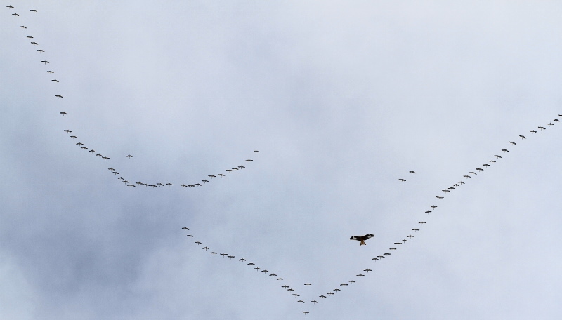 Au passage d'un groupe de grues en migration un Milan Royal cherche une proie.