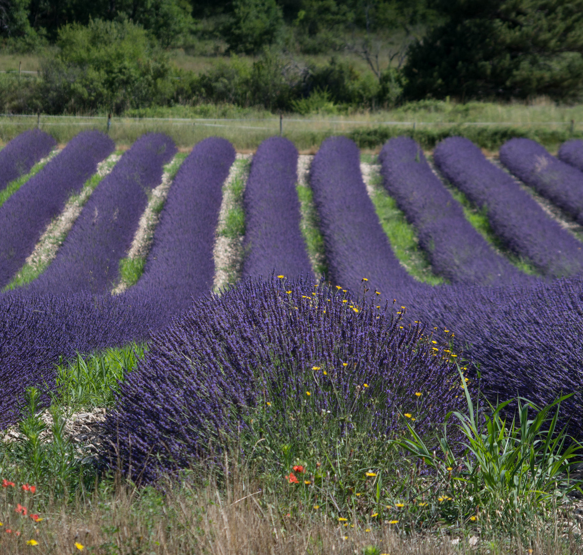 Au pays de la lavande - Drôme provençale