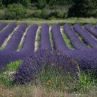 Au pays de la lavande - Drôme provençale