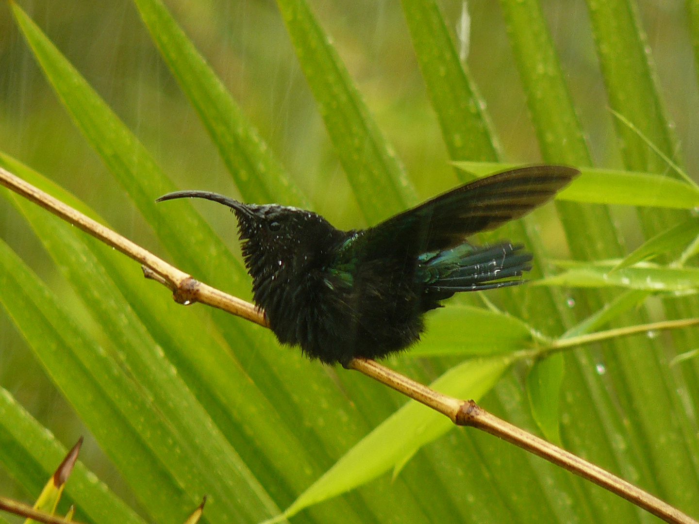 Au pays des colibris....