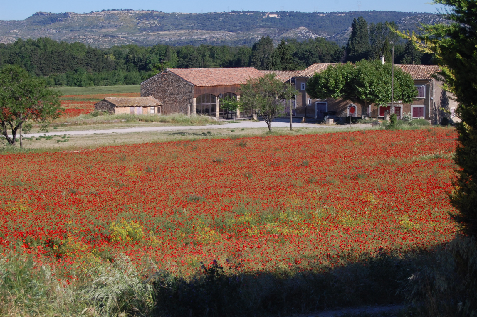 au pays des coquelicots