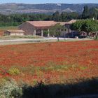 au pays des coquelicots