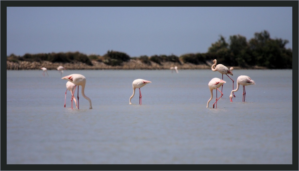 Au pays des flamants