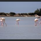 Au pays des flamants