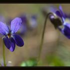 Au pays des fleurs...