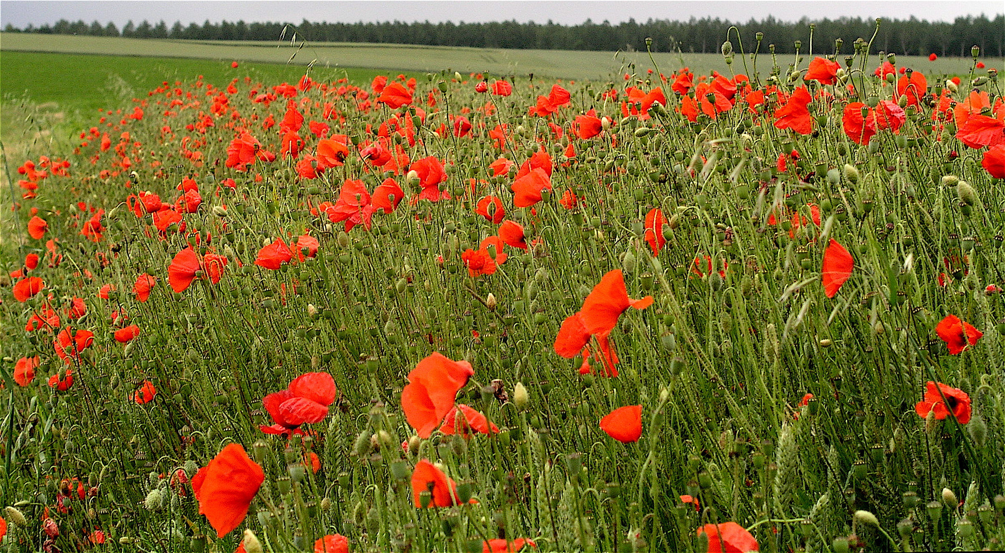 Au Pays du Coquelicot