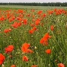 Au Pays du Coquelicot