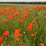 Au Pays du Coquelicot