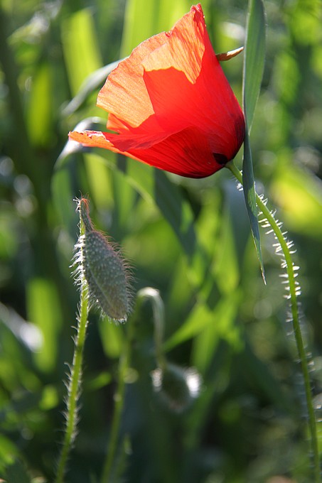 Au petit Matin