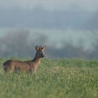 Au petit matin .... dans la brume .... le brocard