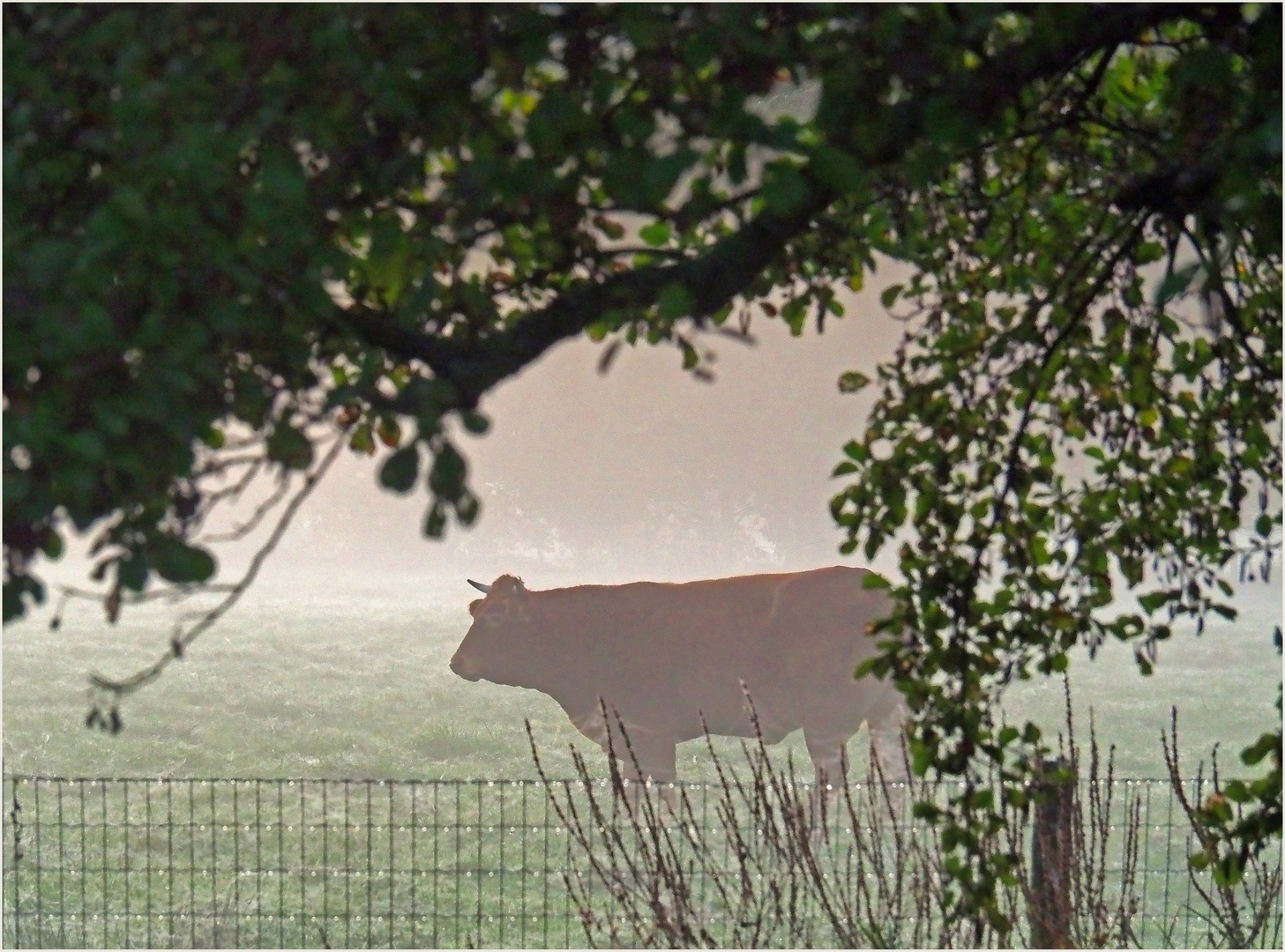   Au petit matin en octobre  