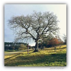 Au pied de l'arbre...