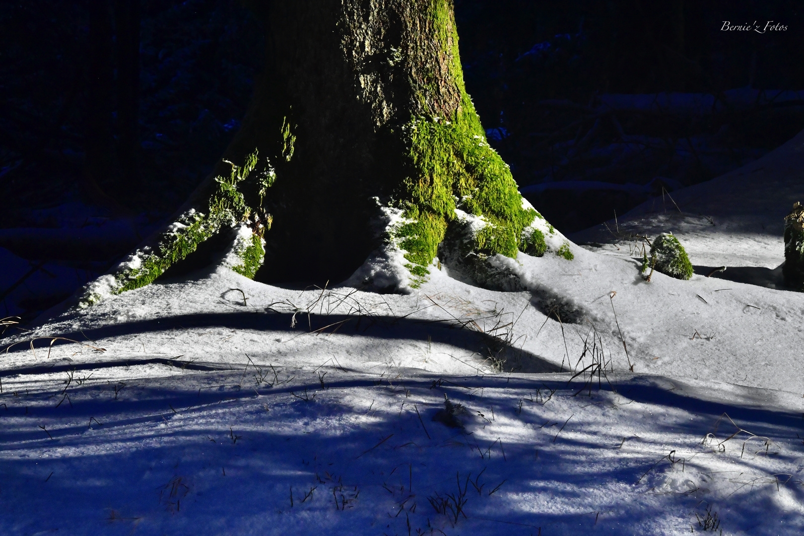 Au pied de mon arbre ...