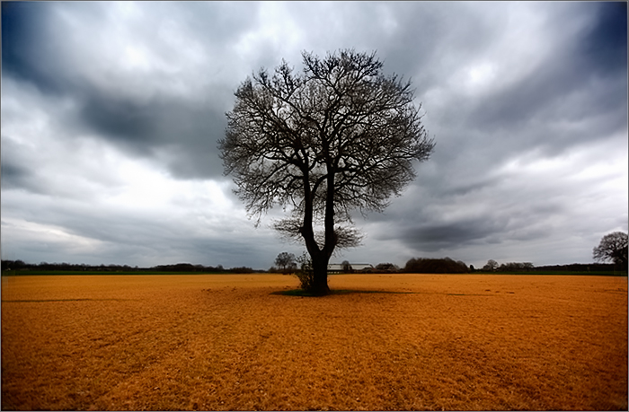 Au Pied De Mon Arbre