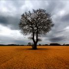 Au Pied De Mon Arbre