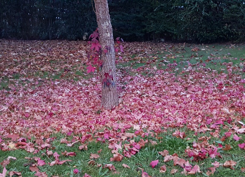 Au pied de mon arbre