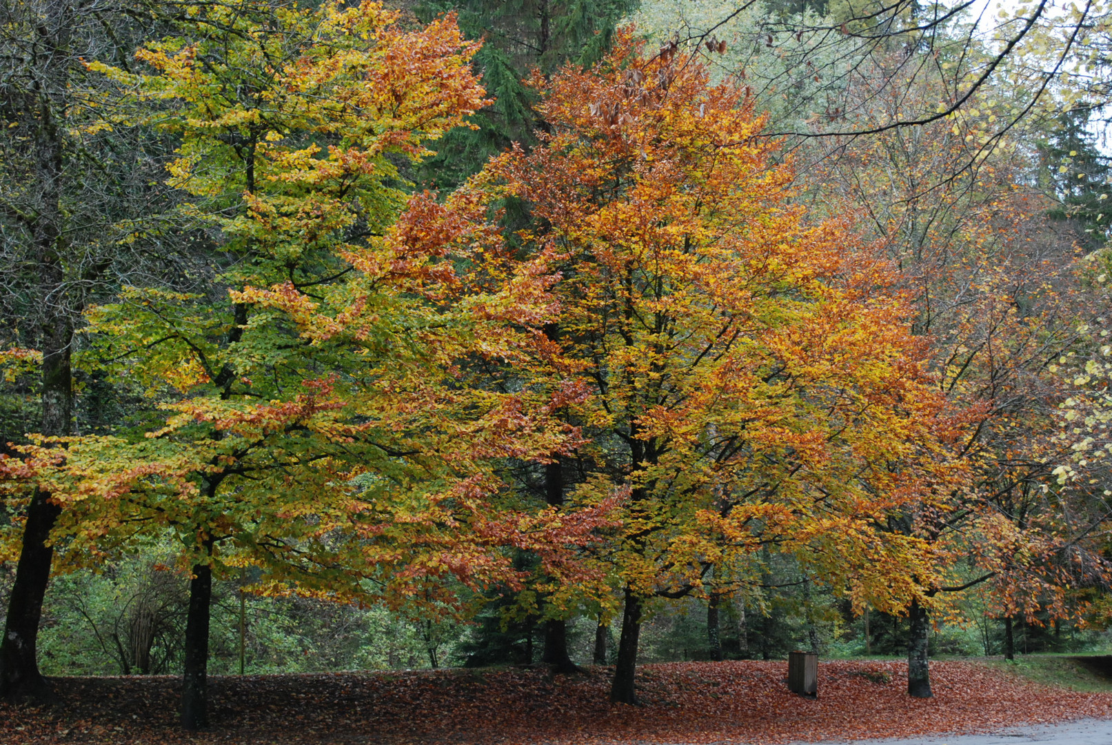 Au pied de mon arbre