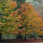 Au pied de mon arbre