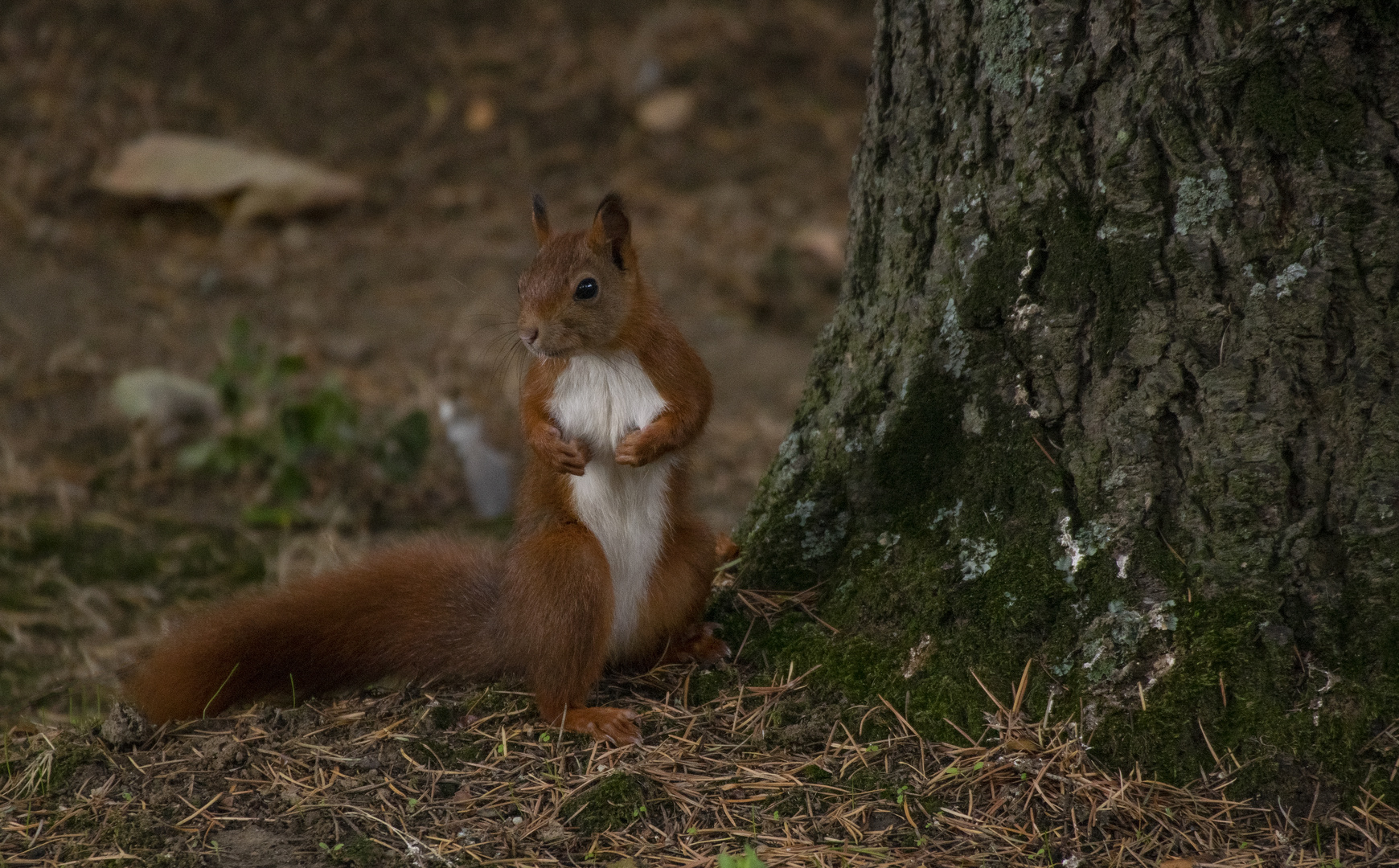 "Au pied de mon arbre, je vivais heureux..." (Sciurus vulgaris, écureuil roux)