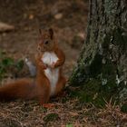 "Au pied de mon arbre, je vivais heureux..." (Sciurus vulgaris, écureuil roux)