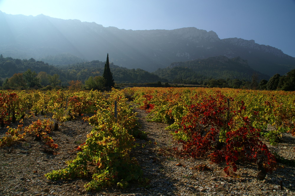 Au pied de Peyrepertuse