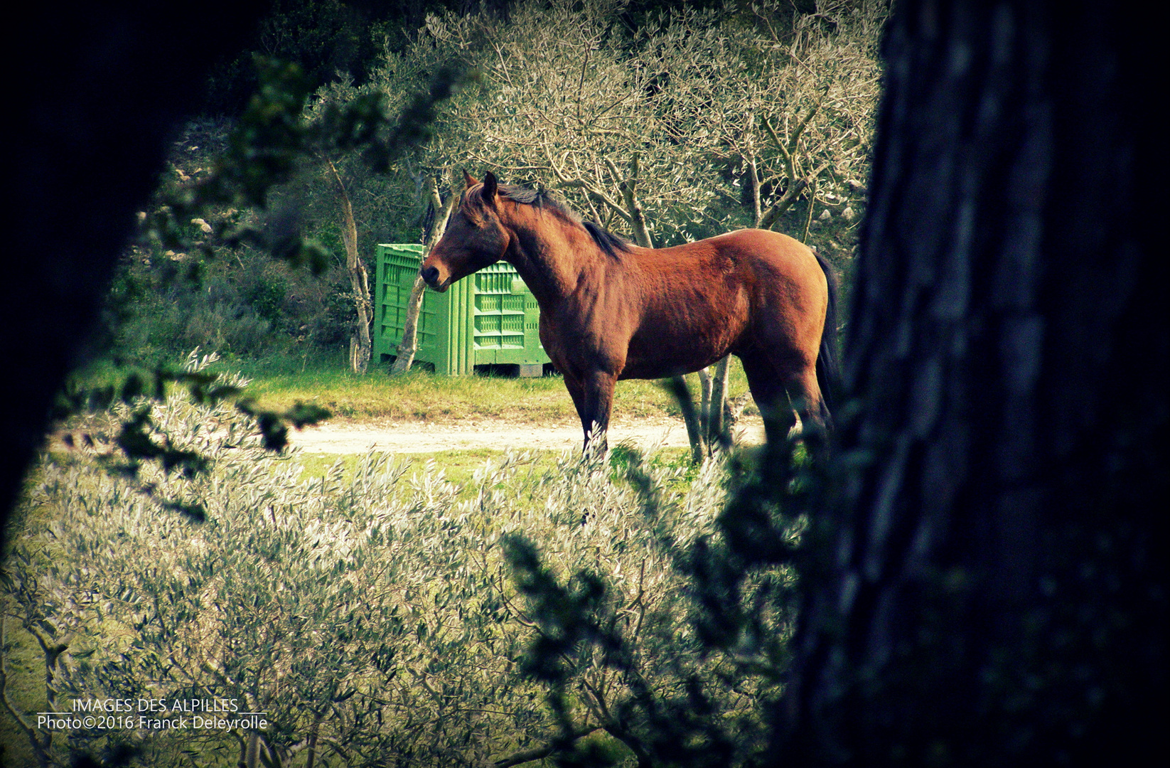 Au pied des Alpilles