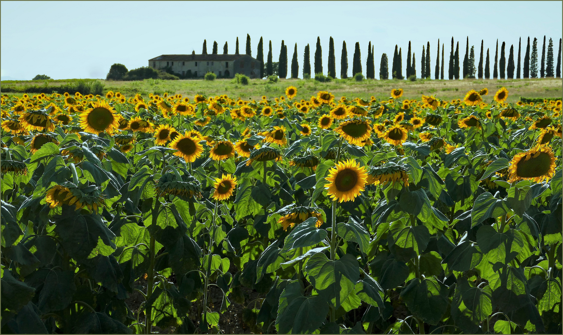 au pied des tournesols.....