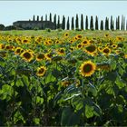 au pied des tournesols.....