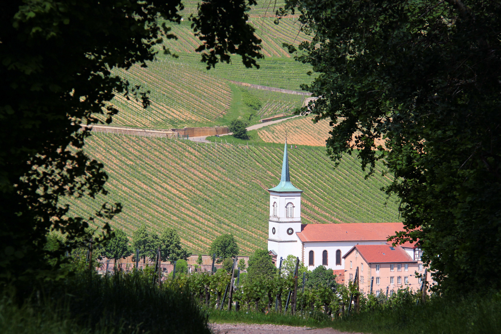 au pied des vignes!