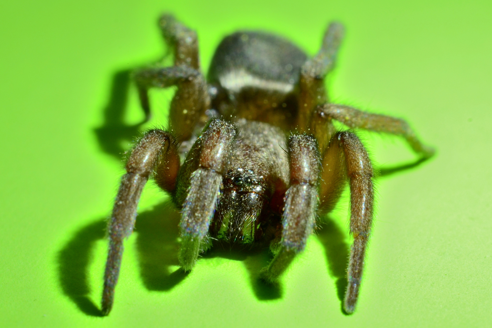 Au plus près du monstre ... à 8 pattes ... L'araignée sur ses gardes!