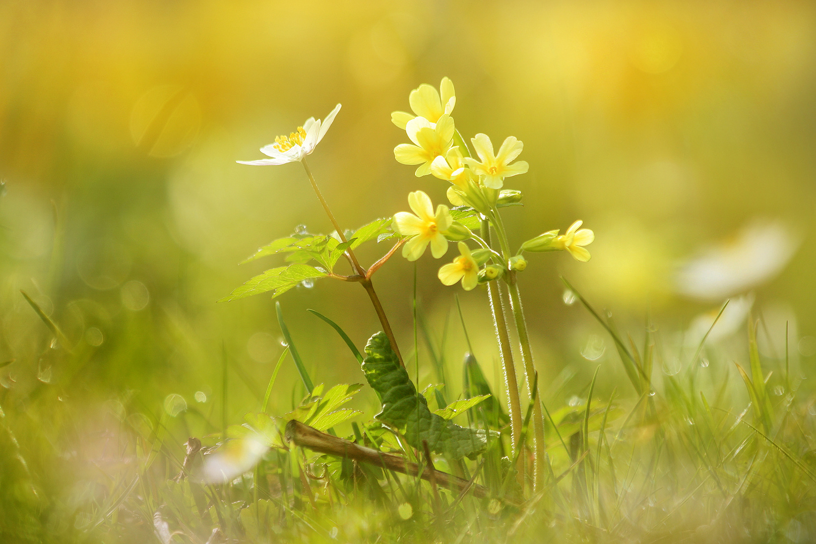 au printemps